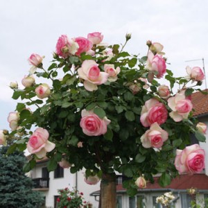 Саженцы штамбовой розы (3 шт. ) Роза Эден Роуз (Eden Rosa)