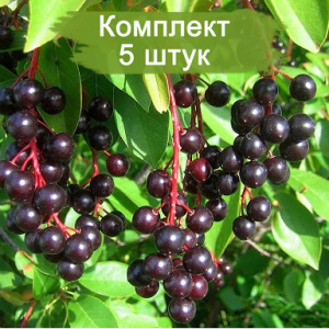 Саженцы черемухи Виргирская ( 10-20 см) -  комплект 5 шт.