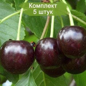 Саженцы черешни Мелитопольская -  комплект 5 шт.