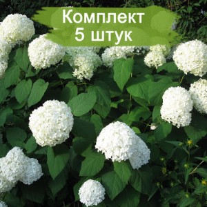 Саженцы гортензии древовидной Стерилис  (Sterilis) -  комплект 5 шт.