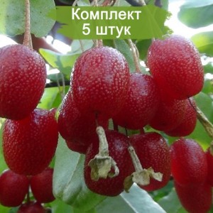 Саженцы гуми Таиса -  комплект 5 шт.