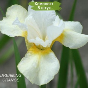 Саженцы ириса сибирского Дримин Орэндж (Dreaming Orange) -  комплект 5 шт.