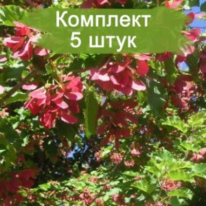 Саженцы клёна татарского ( до 50 см. ) -  комплект 5 шт.