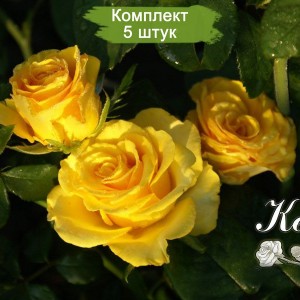 Саженцы чайно-гибридной розы Керио (Kerio) -  комплект 5 шт.
