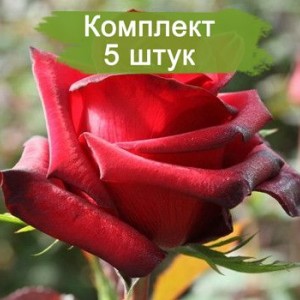 Саженцы чайно-гибридной розы Ред Париж (Red Paris) -  комплект 5 шт.