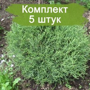 Саженцы Туи шаровидной Мистер Боулинг Болл  (Mr. Bowling Ball) -  комплект 5 шт.