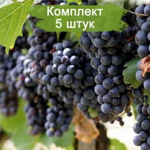 Саженцы винограда Молдова (Поздний/Черный) -  комплект 5 шт.