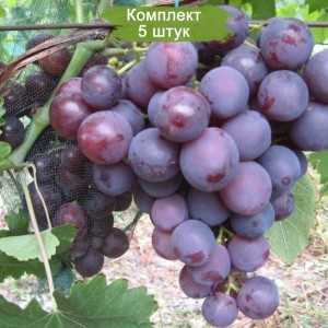 Саженцы винограда Рошфор (Ранний/Фиолетовый) -  комплект 5 шт.