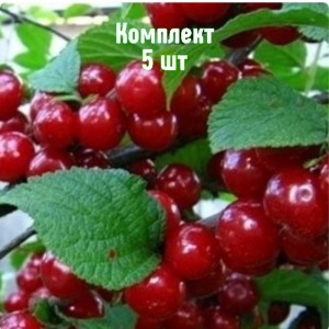 Саженцы вишни войлочной Океанская вировская - комплект 5 шт.