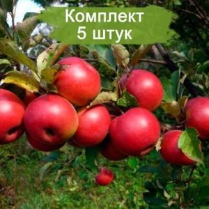 Саженцы яблони Заветное -  комплект 5 шт.