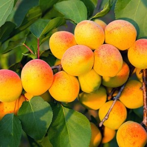 Саженец Абрикоса Хабаровский (обычный)