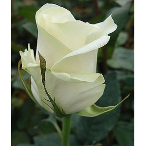 Саженец чайно-гибридной розы Амелия (Amelia)