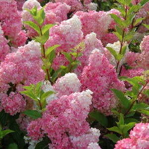 Саженец гортензии метельчатой Ванилла Фрейз (Vanille Fraise)